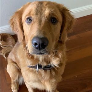 Meet your Posher, Kelsey